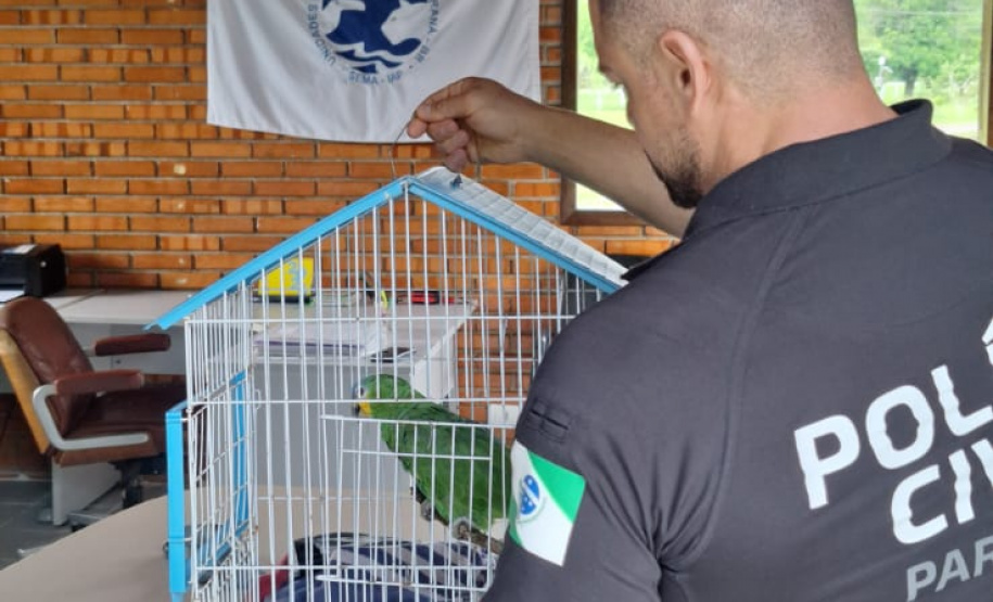 PCPR resgata papagaio vítima do tráfico de animais em Matinhos