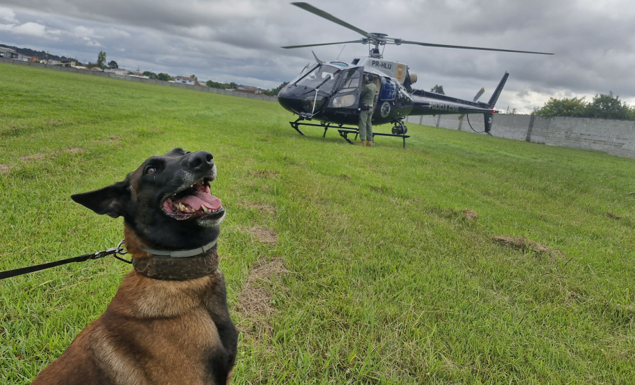 Pela 1ª vez, PCPR treina cães farejadores em aeronaves para ambientação de operações