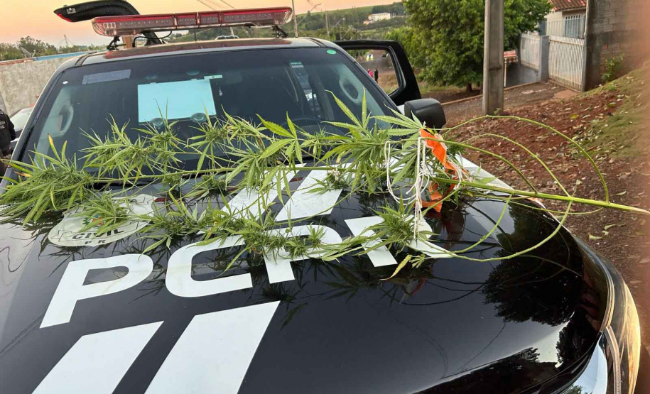 PCPR e PMPR prendem quatro pessoas em operação em Santo Antônio do Sudoeste