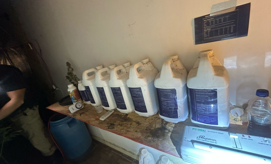 Polícia Militar localiza estufa com 415 pés de maconha em Campo Largo