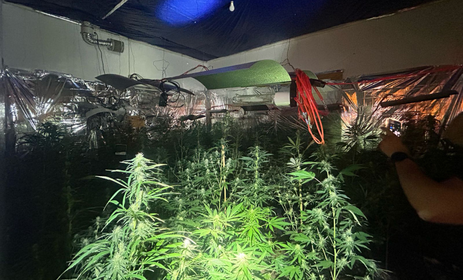 Polícia Militar localiza estufa com 415 pés de maconha em Campo Largo