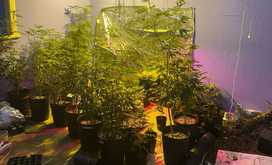 Polícia Militar localiza estufa com 415 pés de maconha em Campo Largo