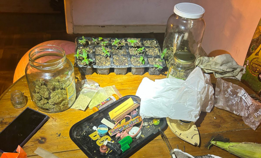 Polícia Militar localiza estufa com 415 pés de maconha em Campo Largo