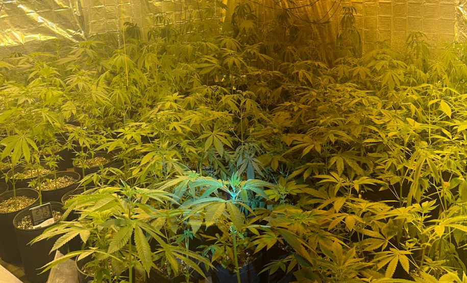 Polícia Militar localiza estufa com 415 pés de maconha em Campo Largo