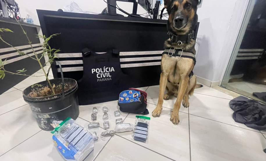 PCPR prende 12 pessoas em operação de combate ao tráfico de drogas em Guarapuava