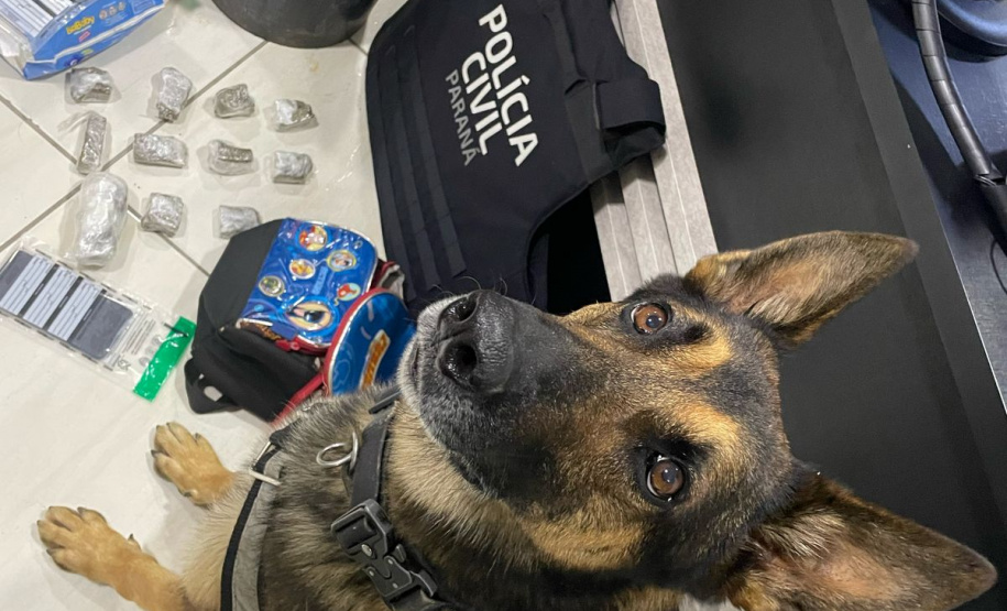 PCPR prende 12 pessoas em operação de combate ao tráfico de drogas em Guarapuava