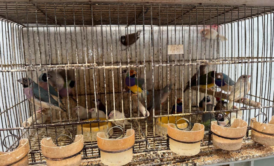 PCPR resgata mais de 5 mil aves exóticas em situação de maus-tratos em Arapongas