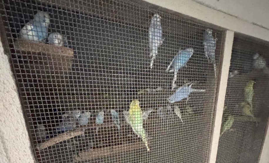 PCPR resgata mais de 5 mil aves exóticas em situação de maus-tratos em Arapongas