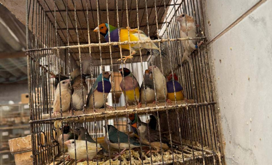 PCPR resgata mais de 5 mil aves exóticas em situação de maus-tratos em Arapongas