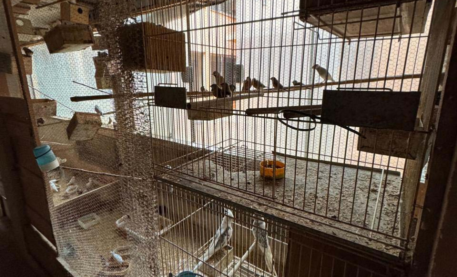 PCPR resgata mais de 5 mil aves exóticas em situação de maus-tratos em Arapongas