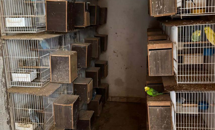 PCPR resgata mais de 5 mil aves exóticas em situação de maus-tratos em Arapongas