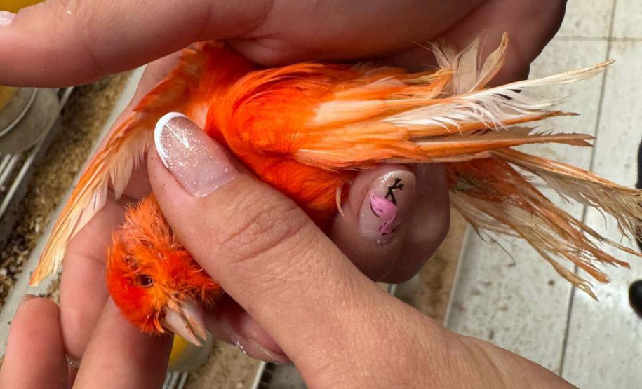 PCPR resgata mais de 5 mil aves exóticas em situação de maus-tratos em Arapongas