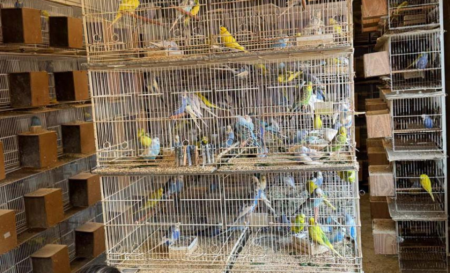 PCPR resgata mais de 5 mil aves exóticas em situação de maus-tratos em Arapongas