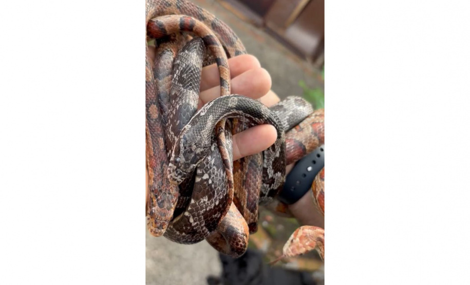 PCPR prende homem por tráfico de animais e apreende 215 aves exóticas e cobras em Imbituva