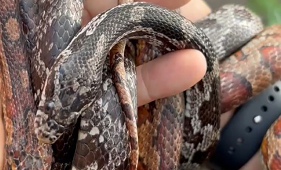 PCPR prende homem por tráfico de animais e apreende 215 aves exóticas e cobras em Imbituva