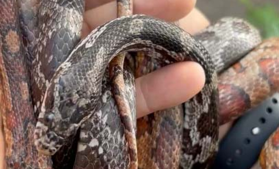 PCPR prende homem por tráfico de animais e apreende 215 aves exóticas e cobras em Imbituva