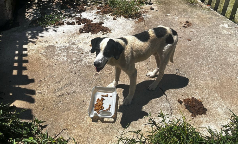 Abril Laranja: maus tratos não se limitam à agressão física, denuncie!