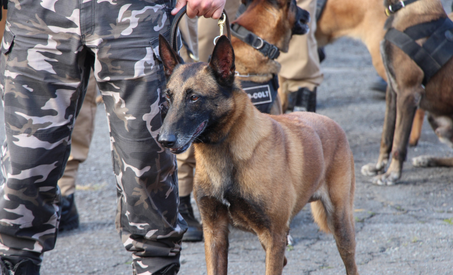 PMPR deflagra Operação CME II na Região Metropolitana de Curitiba