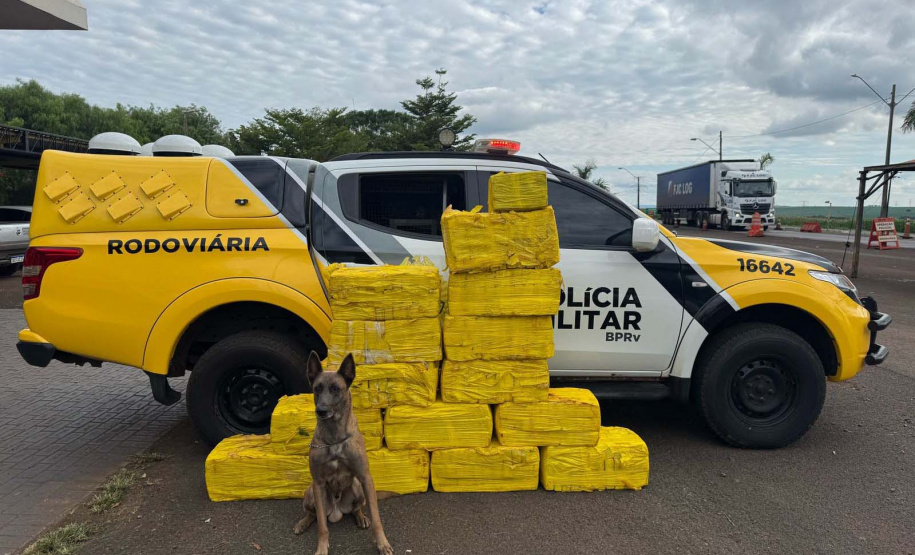 Paraná bate recorde de apreensão de drogas no 1.º trimestre: crescimento de 155%