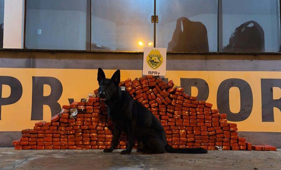Paraná bate recorde de apreensão de drogas no 1.º trimestre: crescimento de 155%