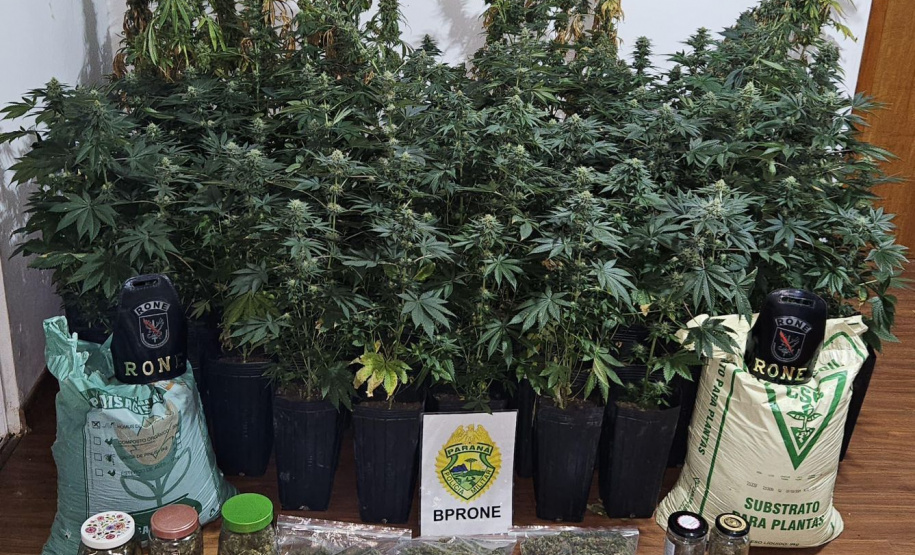 PMPR apreende estufa de maconha no bairro Colombo