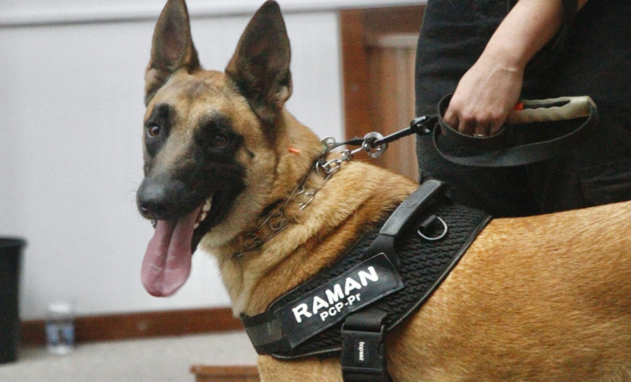 Cão da Polícia Científica detecta vestígios de sangue que olho humano não encontra