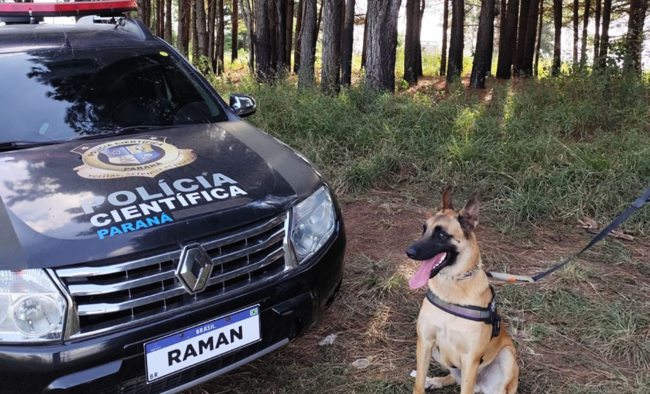 Cão da Polícia Científica detecta vestígios de sangue que olho humano não encontra