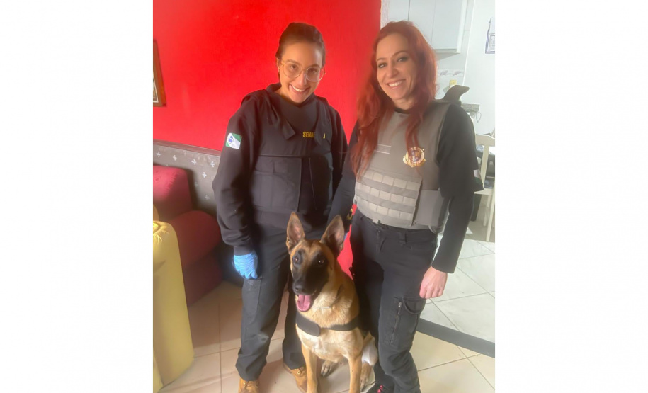 Cão da Polícia Científica detecta vestígios de sangue que olho humano não encontra