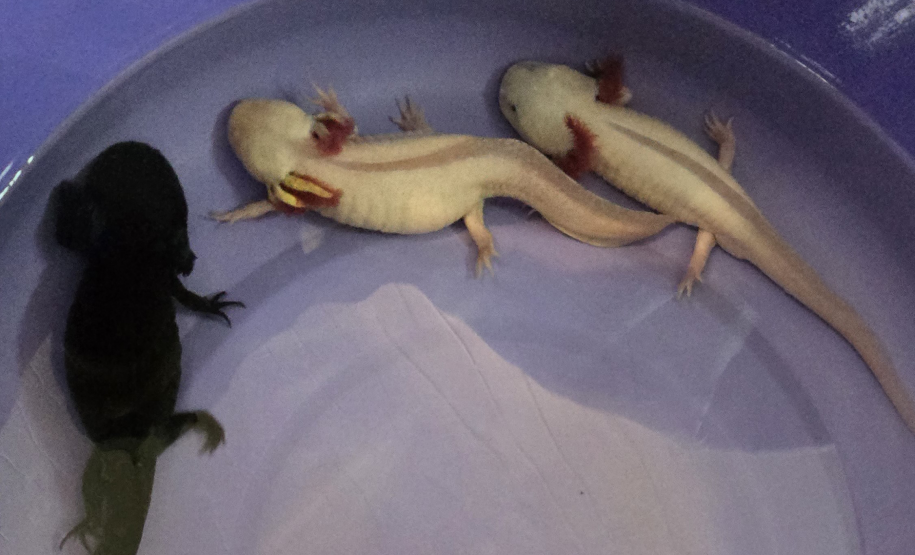 IAT avalia animais apreendidos em megaoperação da PCPR: veja as espécies exóticas