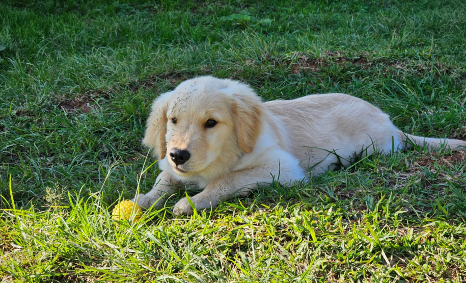 PMPR inicia projeto de terapia com cães para crianças com Transtorno do Espectro Autista