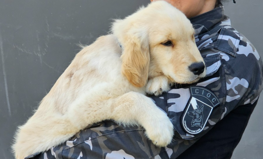 PMPR inicia projeto de terapia com cães para crianças com Transtorno do Espectro Autista