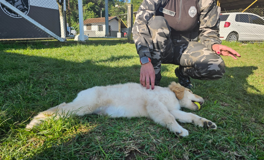 PMPR inicia projeto de terapia com cães para crianças com Transtorno do Espectro Autista