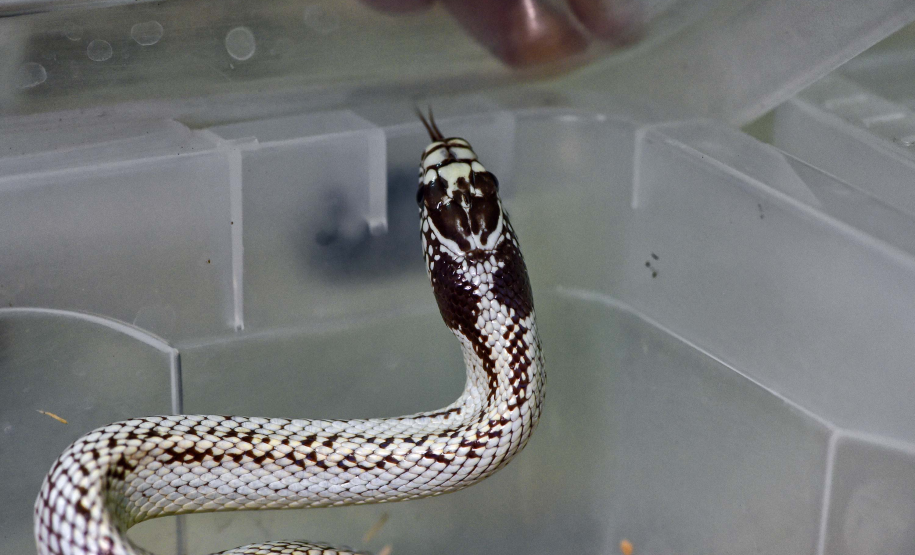 IAT avalia animais apreendidos em megaoperação da PCPR: veja as espécies exóticas