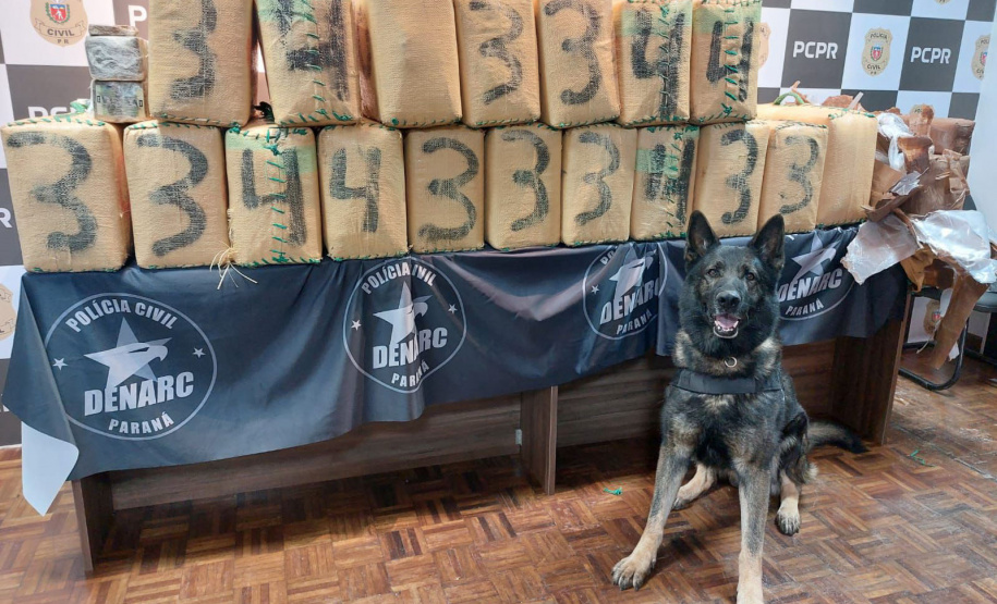 704 quilos: PCPR realiza maior apreensão de haxixe da história do Paraná