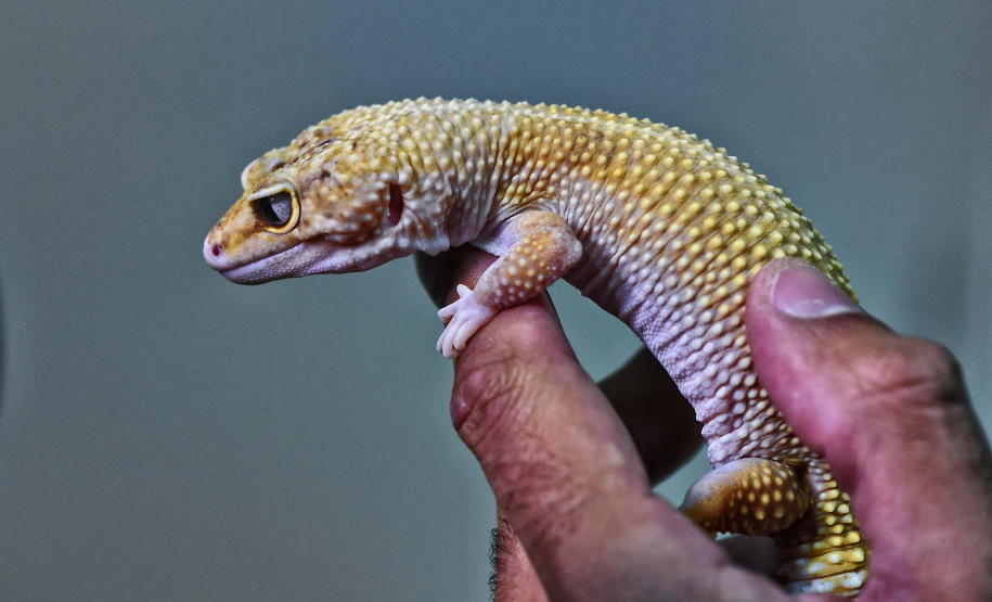 IAT avalia animais apreendidos em megaoperação da PCPR: veja as espécies exóticas