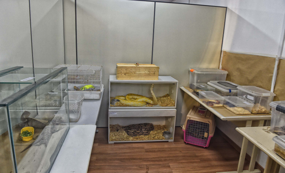 IAT avalia animais apreendidos em megaoperação da PCPR: veja as espécies exóticas