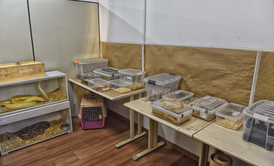 IAT avalia animais apreendidos em megaoperação da PCPR: veja as espécies exóticas