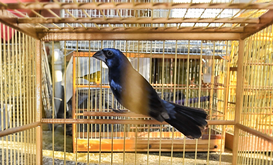 IAT avalia animais apreendidos em megaoperação da PCPR: veja as espécies exóticas