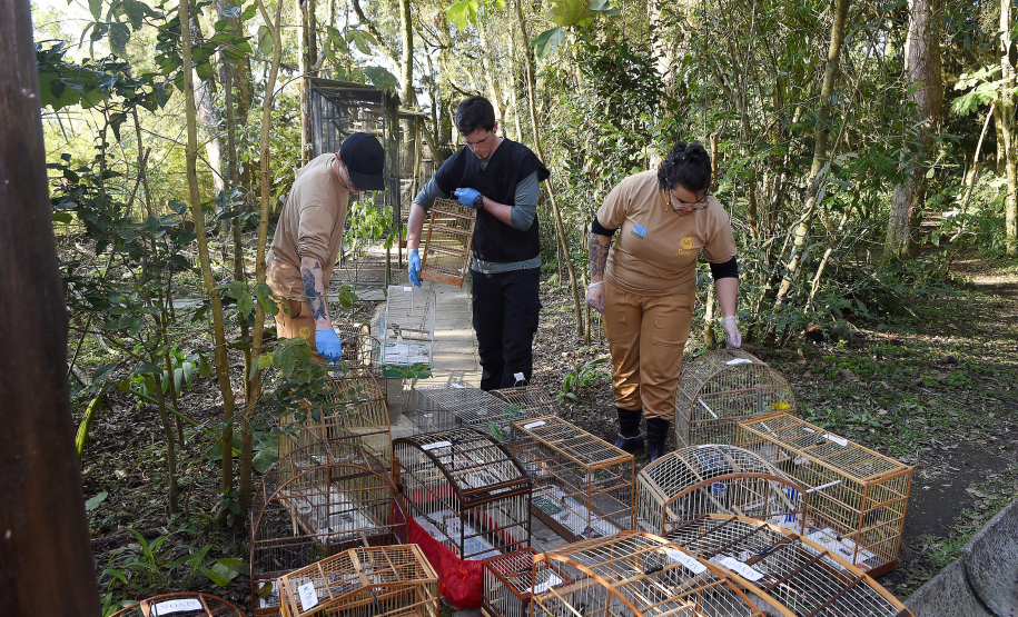 IAT avalia animais apreendidos em megaoperação da PCPR: veja as espécies exóticas