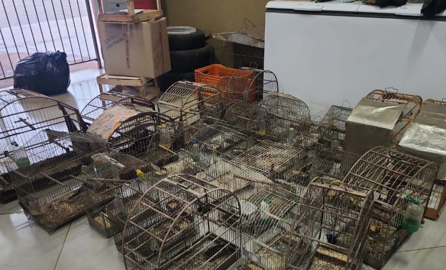 Em operação conjunta com a Polícia Ambiental, IAT apreende 57 pássaros em Ibaiti