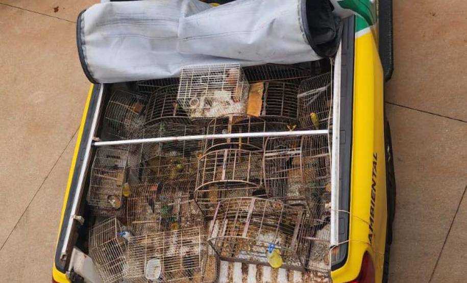 Em operação conjunta com a Polícia Ambiental, IAT apreende 57 pássaros em Ibaiti