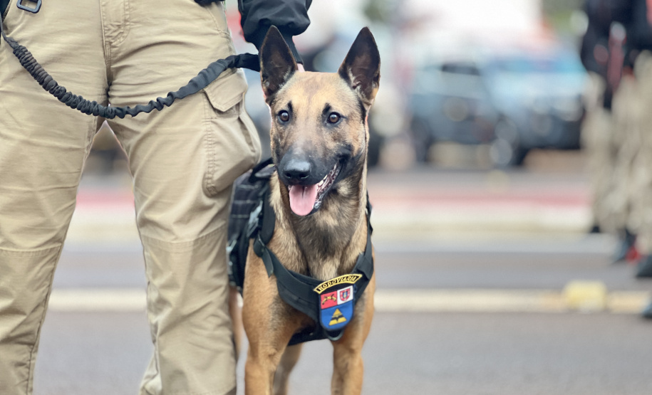 Operação Diakopí III: PMPR intensifica policiamento no Oeste e Sudoeste do Paraná