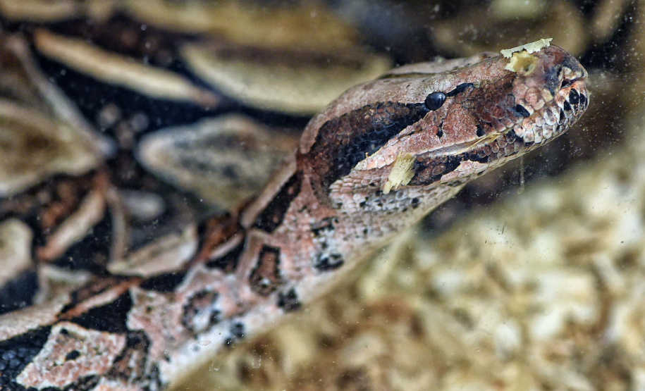 IAT avalia animais apreendidos em megaoperação da PCPR: veja as espécies exóticas