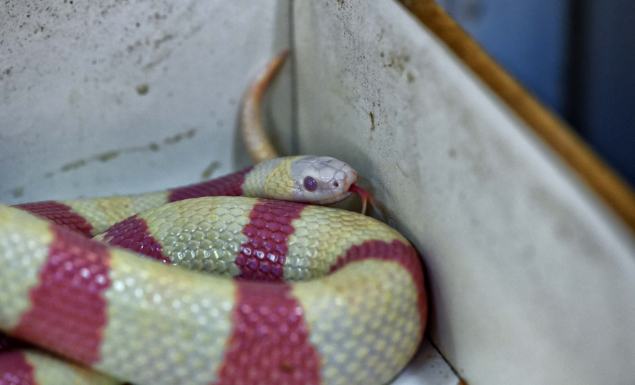 IAT avalia animais apreendidos em megaoperação da PCPR: veja as espécies exóticas