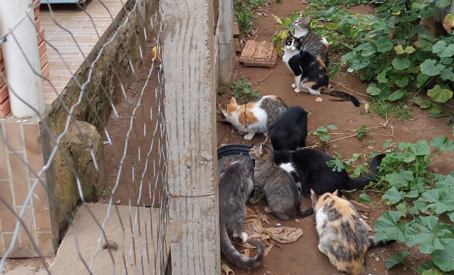 PCPR indicia dois homens por maus-tratos contra 12 gatos em Teixeira Soares