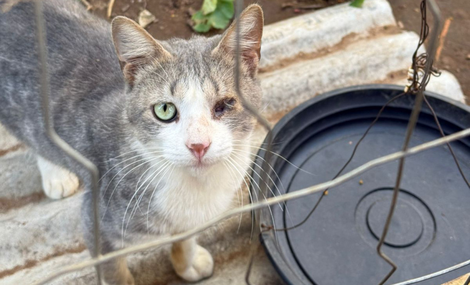 PCPR indicia dois homens por maus-tratos contra 12 gatos em Teixeira Soares