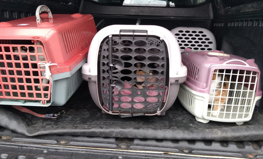 PCPR indicia dois homens por maus-tratos contra 12 gatos em Teixeira Soares