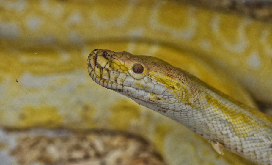 IAT avalia animais apreendidos em megaoperação da PCPR: veja as espécies exóticas