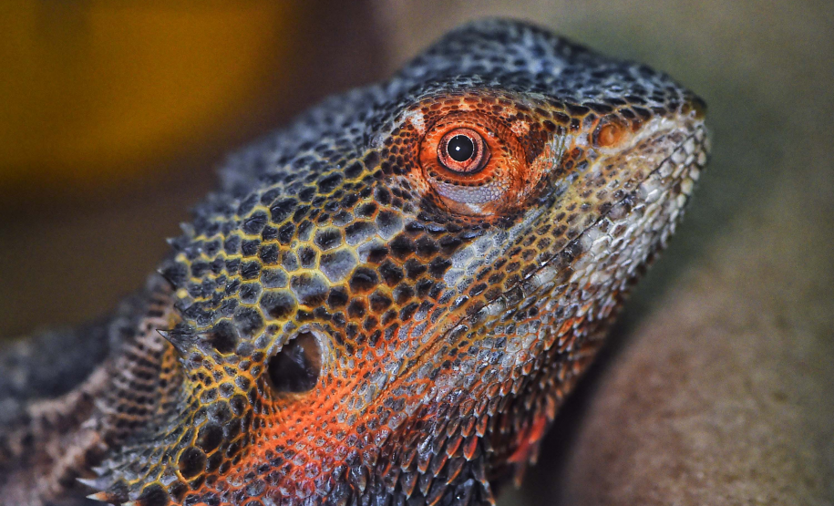 IAT avalia animais apreendidos em megaoperação da PCPR: veja as espécies exóticas