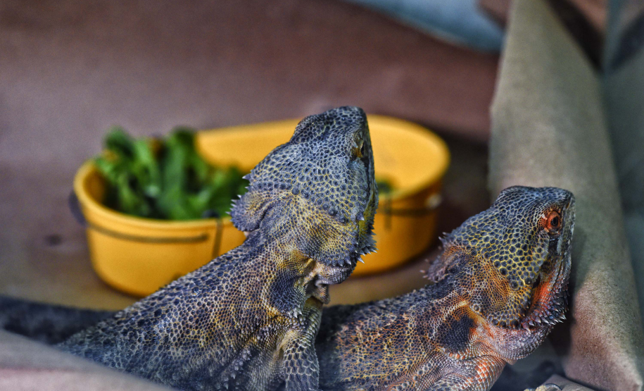 IAT avalia animais apreendidos em megaoperação da PCPR: veja as espécies exóticas